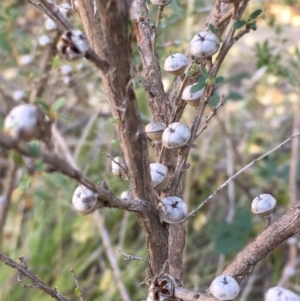 Leptospermum obovatum at Paddys River, ACT - 20 Apr 2019