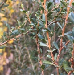 Leptospermum obovatum at Paddys River, ACT - 20 Apr 2019