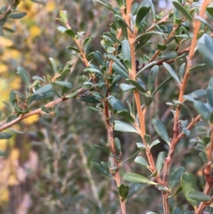 Leptospermum obovatum at Paddys River, ACT - 20 Apr 2019