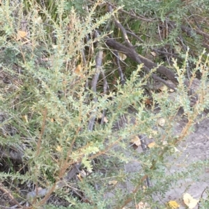 Leptospermum obovatum at Paddys River, ACT - 20 Apr 2019