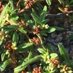 Persicaria prostrata (Creeping Knotweed) at Paddys River, ACT - 20 Apr 2019 by JaneR