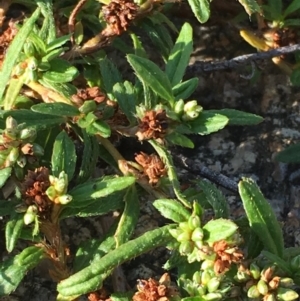 Persicaria prostrata at Paddys River, ACT - 20 Apr 2019