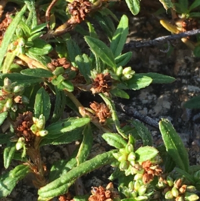 Persicaria prostrata (Creeping Knotweed) at Paddys River, ACT - 20 Apr 2019 by JaneR