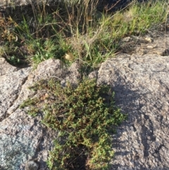 Persicaria prostrata at Paddys River, ACT - 20 Apr 2019 03:06 PM