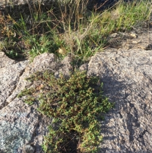 Persicaria prostrata at Paddys River, ACT - 20 Apr 2019