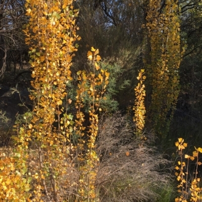 Populus nigra (Lombardy Poplar) at Paddys River, ACT - 20 Apr 2019 by JaneR