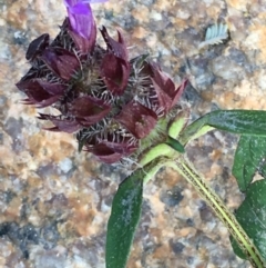 Prunella vulgaris (Self-heal, Heal All) at Paddys River, ACT - 20 Apr 2019 by JaneR