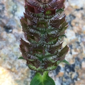 Prunella vulgaris at Paddys River, ACT - 20 Apr 2019