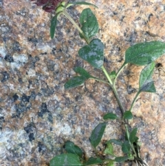 Prunella vulgaris at Paddys River, ACT - 20 Apr 2019 02:45 PM