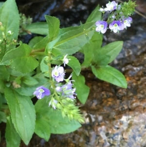 Veronica anagallis-aquatica at Paddys River, ACT - 20 Apr 2019