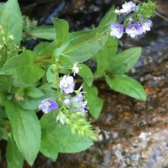 Veronica anagallis-aquatica (Blue Water Speedwell) at Paddys River, ACT - 20 Apr 2019 by JaneR