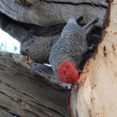Callocephalon fimbriatum (Gang-gang Cockatoo) at Red Hill to Yarralumla Creek - 11 Apr 2019 by JackyF