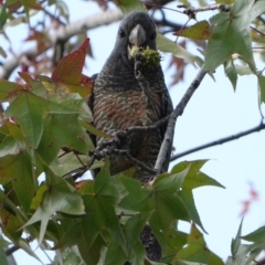 Callocephalon fimbriatum (Gang-gang Cockatoo) at Hughes, ACT - 14 Apr 2019 by JackyF