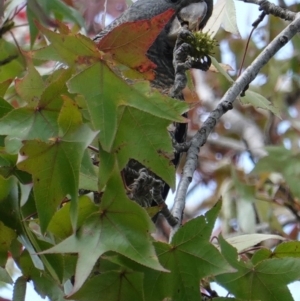 Callocephalon fimbriatum at Hughes, ACT - 14 Apr 2019