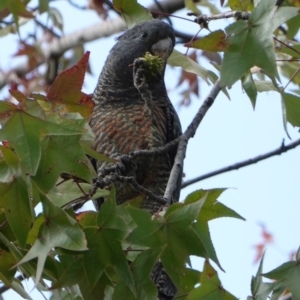 Callocephalon fimbriatum at Hughes, ACT - 14 Apr 2019