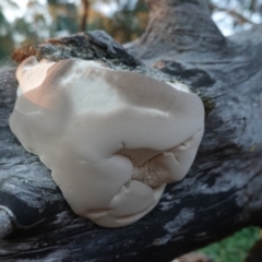 zz Polypore (shelf/hoof-like) at Red Hill Nature Reserve - 20 Apr 2019 by JackyF
