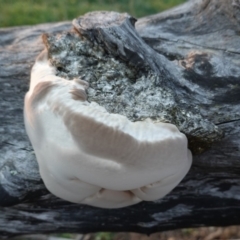 zz Polypore (shelf/hoof-like) at Hughes, ACT - 20 Apr 2019