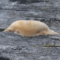 zz Polypore (shelf/hoof-like) at Hughes, ACT - 20 Apr 2019