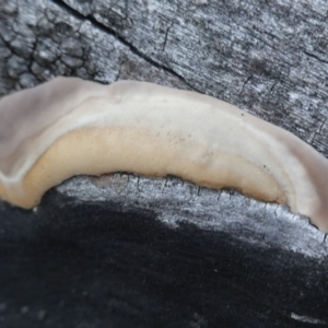 zz Polypore (shelf/hoof-like) at Hughes, ACT - 20 Apr 2019