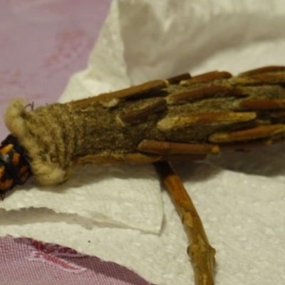Metura elongatus (Saunders' Case Moth) at Hughes, ACT - 20 Apr 2019 by JackyF