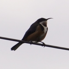 Acanthorhynchus tenuirostris (Eastern Spinebill) at Hughes, ACT - 14 Apr 2019 by JackyF