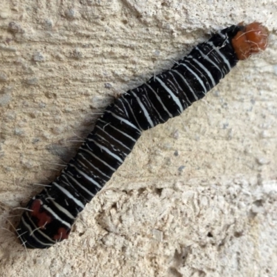 Comocrus behri (Mistletoe Day Moth) at QPRC LGA - 16 Apr 2019 by Whirlwind