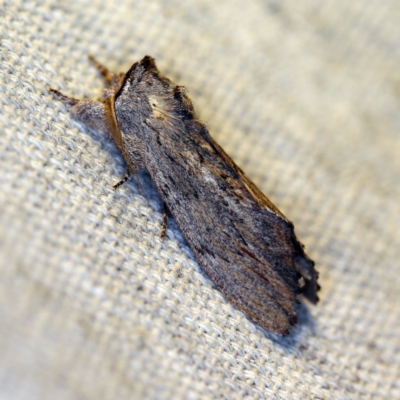 Destolmia lineata (Streaked Notodontid Moth) at O'Connor, ACT - 7 Jan 2019 by ibaird