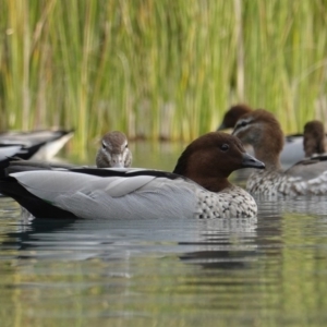 Chenonetta jubata at Parkes, ACT - 13 Apr 2019