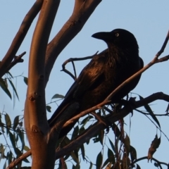Corvus coronoides (Australian Raven) at Red Hill to Yarralumla Creek - 11 Apr 2019 by JackyF