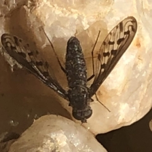 Aleucosia sp. (genus) at Sutton, NSW - 20 Apr 2019