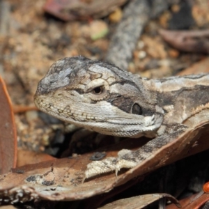 Pogona barbata at Acton, ACT - 20 Apr 2019