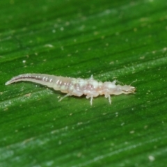 Neuroptera (order) (Unidentified lacewing) at ANBG - 17 Apr 2019 by TimL