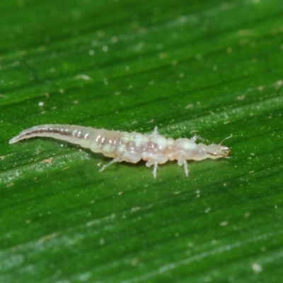 Neuroptera (order) (Unidentified lacewing) at Acton, ACT - 17 Apr 2019 by TimL