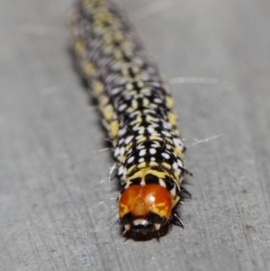 Agaristinae (subfamily) at Acton, ACT - 17 Apr 2019