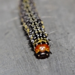 Agaristinae (subfamily) at Acton, ACT - 17 Apr 2019 02:00 PM