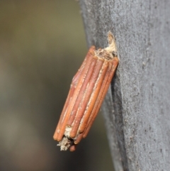 Clania lewinii & similar Casemoths (Parallel stick Case Moths) at Hackett, ACT - 20 Apr 2019 by TimL