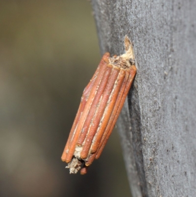 Clania lewinii (Lewin's case moth) at Black Mountain - 20 Apr 2019 by TimL