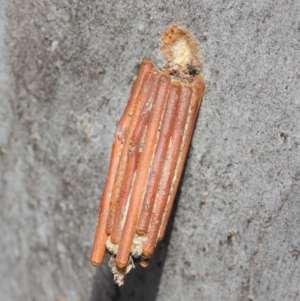 Clania lewinii & similar Casemoths at Hackett, ACT - 20 Apr 2019 12:28 PM