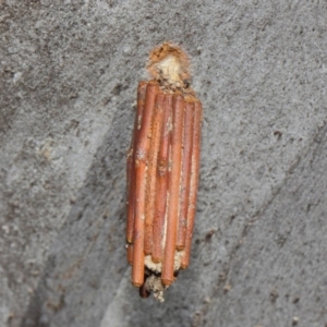 Clania lewinii & similar Casemoths at Hackett, ACT - 20 Apr 2019 12:28 PM