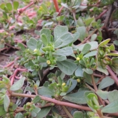 Portulaca oleracea (Pigweed, Purslane) at Gigerline Nature Reserve - 13 Apr 2019 by michaelb