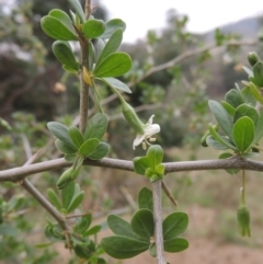 Lycium ferocissimum (African Boxthorn) at Gigerline Nature Reserve - 13 Apr 2019 by michaelb