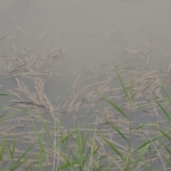 Vallisneria australis (Ribbonweed, Eelweed) at Gigerline Nature Reserve - 13 Apr 2019 by michaelb