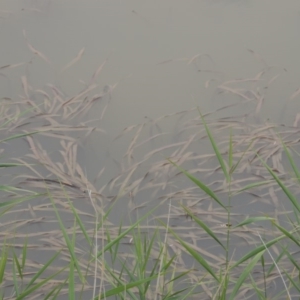 Vallisneria australis at Tennent, ACT - 13 Apr 2019 05:48 PM