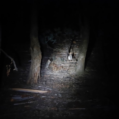 Bettongia gaimardi (Eastern Bettong, Tasmanian Bettong) at Mulligans Flat - 20 Apr 2019 by Cricket