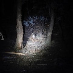 Bettongia gaimardi at Forde, ACT - 20 Apr 2019