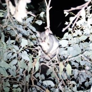 Trichosurus vulpecula at Amaroo, ACT - 20 Apr 2019 10:03 PM