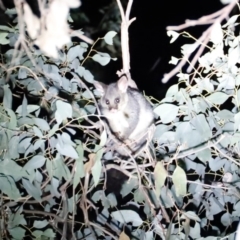 Trichosurus vulpecula (Common Brushtail Possum) at Amaroo, ACT - 20 Apr 2019 by Cricket