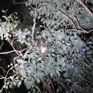 Trichosurus vulpecula at Amaroo, ACT - 20 Apr 2019 10:03 PM