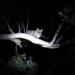 Trichosurus vulpecula (Common Brushtail Possum) at Amaroo, ACT - 20 Apr 2019 by Cricket