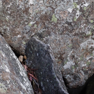 Pseudemoia spenceri (Spencer's Skink) at Namadgi National Park - 20 Apr 2019 by JimL